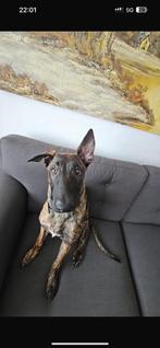 Hollandse herder pup, Dieren en Toebehoren, Ophalen