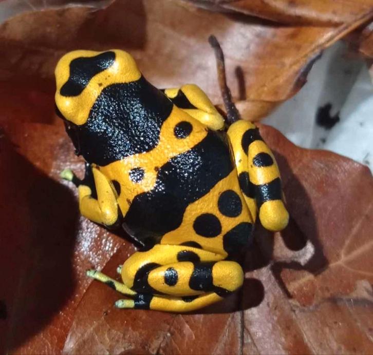 Dendrobates Leucomelas, Dieren en Toebehoren, Reptielen en Amfibieën, Amfibie, 0 tot 2 jaar