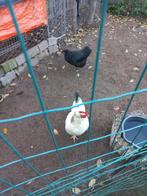 Pluimvee kippen, Dieren en Toebehoren, Pluimvee, Vrouwelijk, Kip