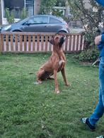 Rhodesian ridgeback, Rabiës (hondsdolheid), 1 tot 2 jaar, Eén hond, Nederland