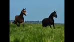 Stalling voor paard & pony in Nieuwerbrug!, Dieren en Toebehoren, Stalling en Weidegang, Weidegang, 1 paard of pony