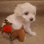 Maltipoo puppy’s – 5 reutjes  (zeer klein), Rabiës (hondsdolheid), 8 tot 15 weken, Meerdere, Nederland