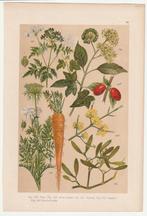 Prent peen dolle kervel klimop vogellijm gele kornoelje, Natuur, Gebruikt, Verzenden, Voor 1940