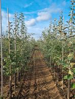 Diverse soorten fruitbomen in veel verschillende maten, Ophalen of Verzenden, Volle zon, Overige soorten