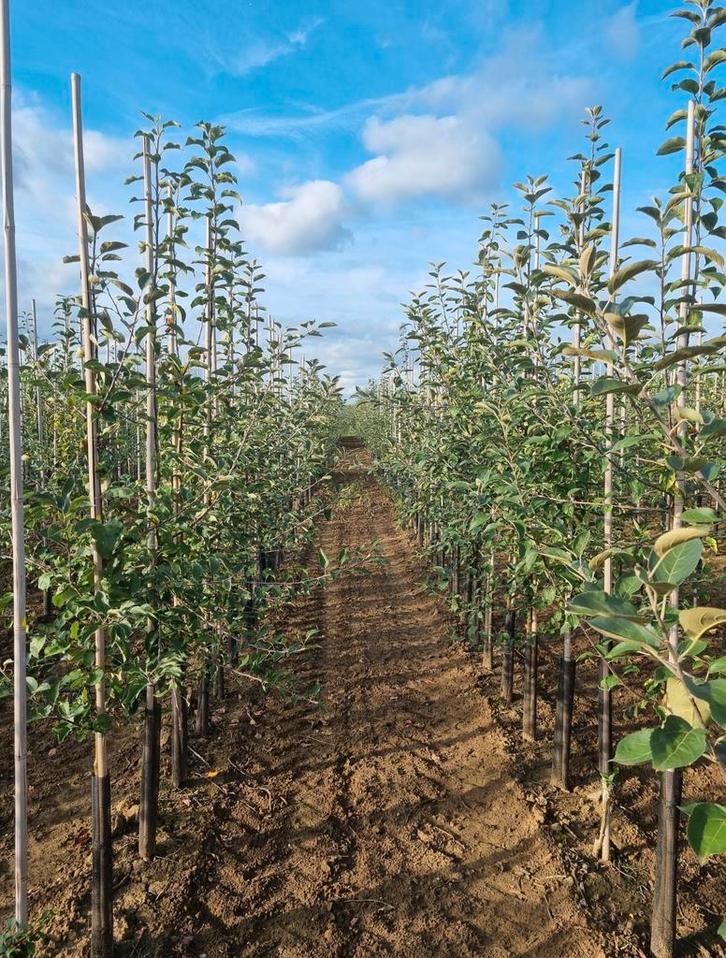Diverse soorten fruitbomen in veel verschillende maten, Tuin en Terras, Planten | Bomen, Overige soorten, Volle zon, Ophalen of Verzenden