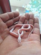 Baby ratten slangen het palmetto, Dieren en Toebehoren, Slang, 0 tot 2 jaar