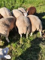 Schapen / lammeren, Dieren en Toebehoren, Schapen, Geiten en Varkens, Meerdere dieren, Schaap