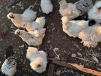 Diverse Zijdehoen Hennen & Hanen, Dieren en Toebehoren, Pluimvee, Kip