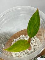 Philodendron Painted Lady, Huis en Inrichting, Kamerplanten, Ophalen of Verzenden, Halfschaduw, Minder dan 100 cm