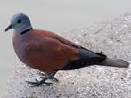 Gevraagd Birma tortel doffer, Dieren en Toebehoren, Vogels | Overige Vogels, Mannelijk, Tropenvogel