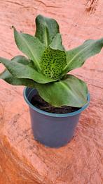 Kuiflelie, ananasplant, terraspl potplant, tuinplant, border, Vaste plant, Halfschaduw, Zomer, Ophalen