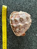 Mooie Schelp - Decoratie, Ophalen of Verzenden, Schelp(en)