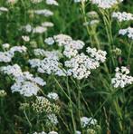 Achillea Millefolium zaden (Duizendblad) - laatste 4 zakjes, Verzenden, Voorjaar, Volle zon, Zaad