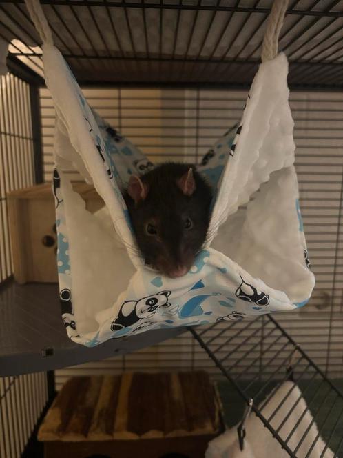 GEZOCHT OUD RATJE, Dieren en Toebehoren, Knaagdieren, Mannelijk, Rat, September, Tam