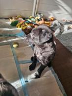 2 laatste teefjes, mogen over 2 weken weg. Kruising!, Dieren en Toebehoren, Honden | Niet-rashonden, 8 tot 15 weken, Groot, Meerdere