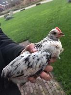 Haantje, Dieren en Toebehoren, Pluimvee, Mannelijk, Kip