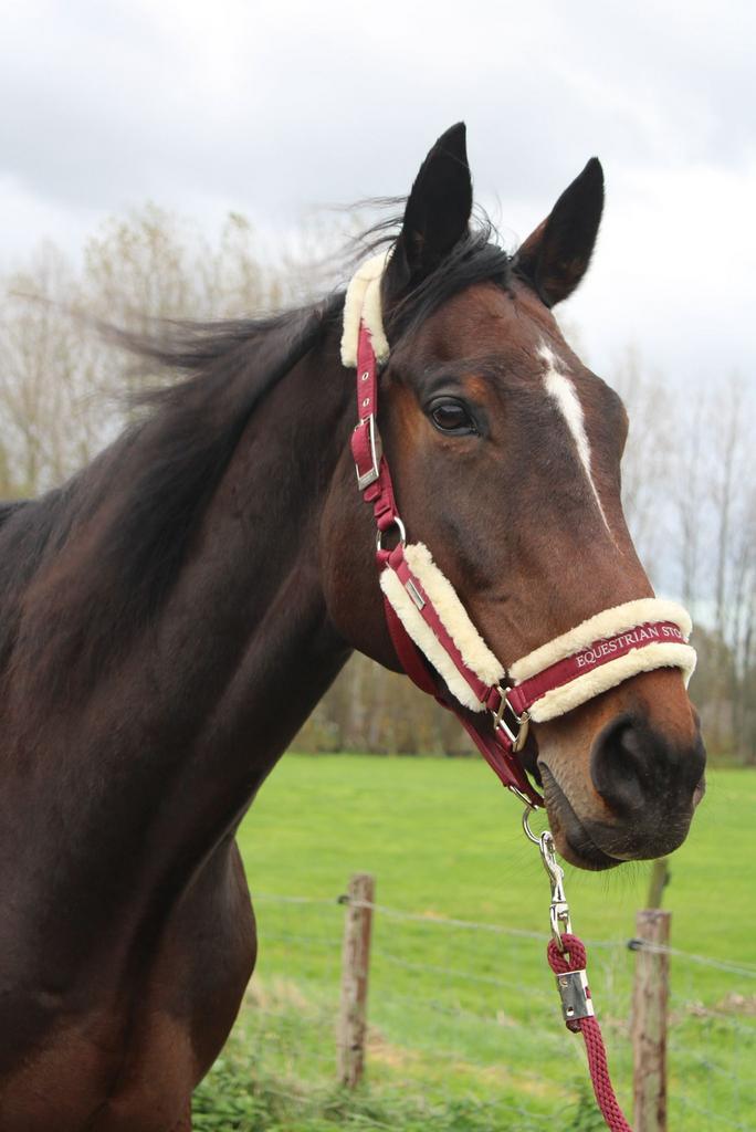 Lieve ruin, Dieren en Toebehoren, Paarden, Ruin, 3 tot 6 jaar, Recreatiepaard