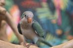 Baby Muisparkieten | Getest | Jonkies | Makkelijk tam, Meerdere dieren, Parkiet, Pratend