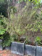 Rozemarijn of een mooie vijgenboom, Tuin en Terras, Planten | Tuinplanten, Volle zon, Vaste plant, Zomer, Ophalen