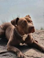 Lieve pitbull zoekt een warm thuis, Dieren en Toebehoren, Honden | Bulldogs, Pinschers en Molossers, Rabiës (hondsdolheid), Overige rassen