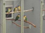 2-2 Zwartkopcaique`s/papegaaien en nog een ...., Meerdere dieren, Papegaai, Geringd