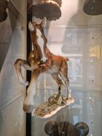 Hutschenreuther Kunstabteilung – Steigerend Paard |Porselein, Ophalen, Zo goed als nieuw, Dier