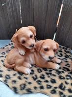 Honden beeldje 15 x 15 cm, Tuin en Terras, Tuinbeelden, Ophalen of Verzenden