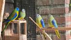 Turquoisine 2025, Dieren en Toebehoren, Vogels | Parkieten en Papegaaien, Meerdere dieren, Parkiet
