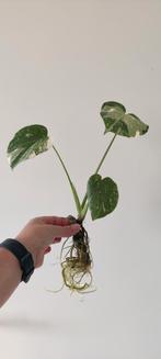 Monstera Thai Constellation Baby, Huis en Inrichting, Overige soorten, In pot, Minder dan 100 cm, Groene kamerplant