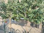 Appelbomen, Tuin en Terras, Planten | Bomen, Ophalen, Volle zon, Overige soorten, 100 tot 250 cm