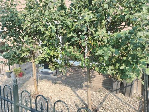 Appelbomen, Tuin en Terras, Planten | Bomen, Overige soorten, 100 tot 250 cm, Volle zon, Ophalen