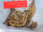 Koningspythons python ballpython Kerstaanbiedingen, Slang, 0 tot 2 jaar