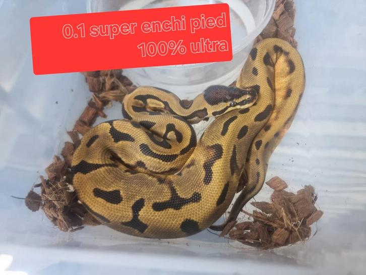 Koningspythons python ballpython Kerstaanbiedingen