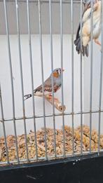 3 jonge mooie zebravinken (goede vogels), Mannelijk