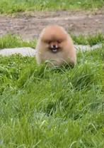 Pomeranian  reu 3 mnd oud, 15 weken tot 1 jaar, Handelaar, Buitenland, Teef