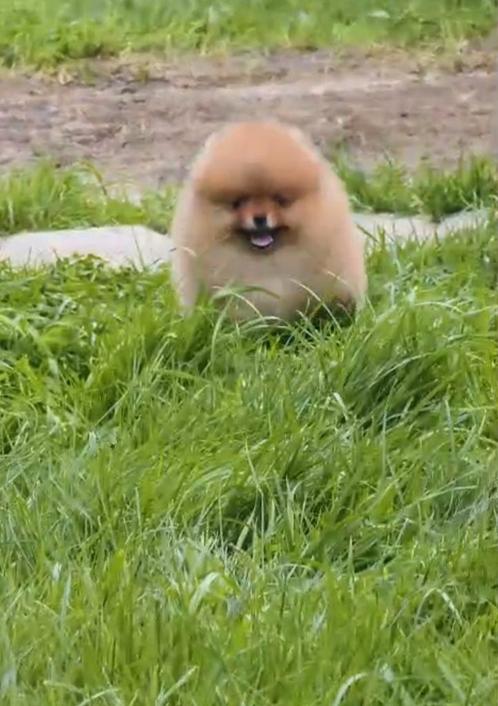 Pomeranian  reu 3 mnd oud, Dieren en Toebehoren, Honden | Poolhonden, Keeshonden en Oertypen, Teef, Keeshond, Handelaar, Eén hond