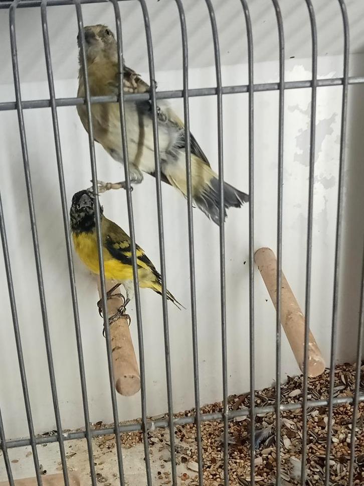 Koppel sijzen, Dieren en Toebehoren, Vogels | Overige Vogels, Meerdere dieren, Geringd