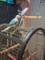 Jonge halsbandparkieten koppel niet tam, Dieren en Toebehoren, Vogels | Parkieten en Papegaaien, Meerdere dieren, Parkiet, Geringd