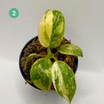 Philodendron Green Congo Variegated, Huis en Inrichting, Verzenden, Halfschaduw, Minder dan 100 cm