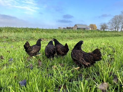 Barnevelder krielkippen bruin gezoomd hen gesekst + ingeënt, Dieren en Toebehoren, Pluimvee, Kip, Vrouwelijk