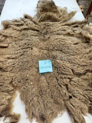 nr 7 Geschoren vacht van een skudde beschikbaar voor biedingen