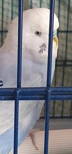 Te koop jong parkiet, Dieren en Toebehoren, Mannelijk, Parkiet