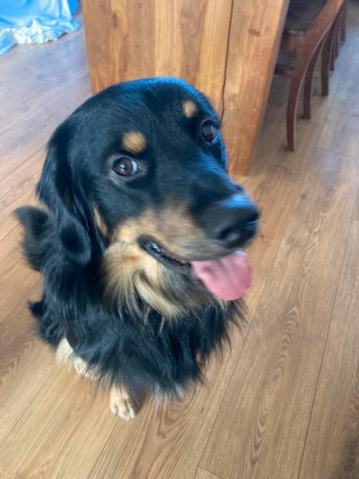 Herplaatser, friese stabij x golden retriever, Dieren en Toebehoren, Honden | Retrievers, Spaniëls en Waterhonden, Reu, Golden retriever