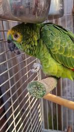 Amazon papagaai, Dieren en Toebehoren, Mannelijk, Papegaai