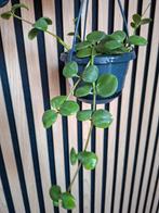 Peperomia hope plant, Ophalen of Verzenden, Halfschaduw, Minder dan 100 cm