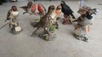 Verzameling vogels, Dieren en Toebehoren, Meerdere dieren, Tropenvogel