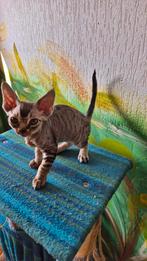 Tijger, Devon-Rex,  marmor, Dieren en Toebehoren, Katten en Kittens | Raskatten | Korthaar, Kater, Met stamboom, 0 tot 2 jaar
