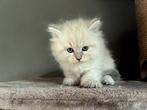 Prachtige raszuivere Neva Masquerade kittens met stamboom, Dieren en Toebehoren, Katten en Kittens | Raskatten | Langhaar, Poes