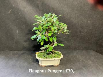 Japanse Bonsai buiten in diverse soorten en maten beschikbaar voor biedingen