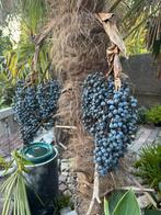 Zaden van Trachycarpus wagnerianus x fortunei, Tuin en Terras, Minder dan 100 cm, Zomer, Palmboom, Ophalen